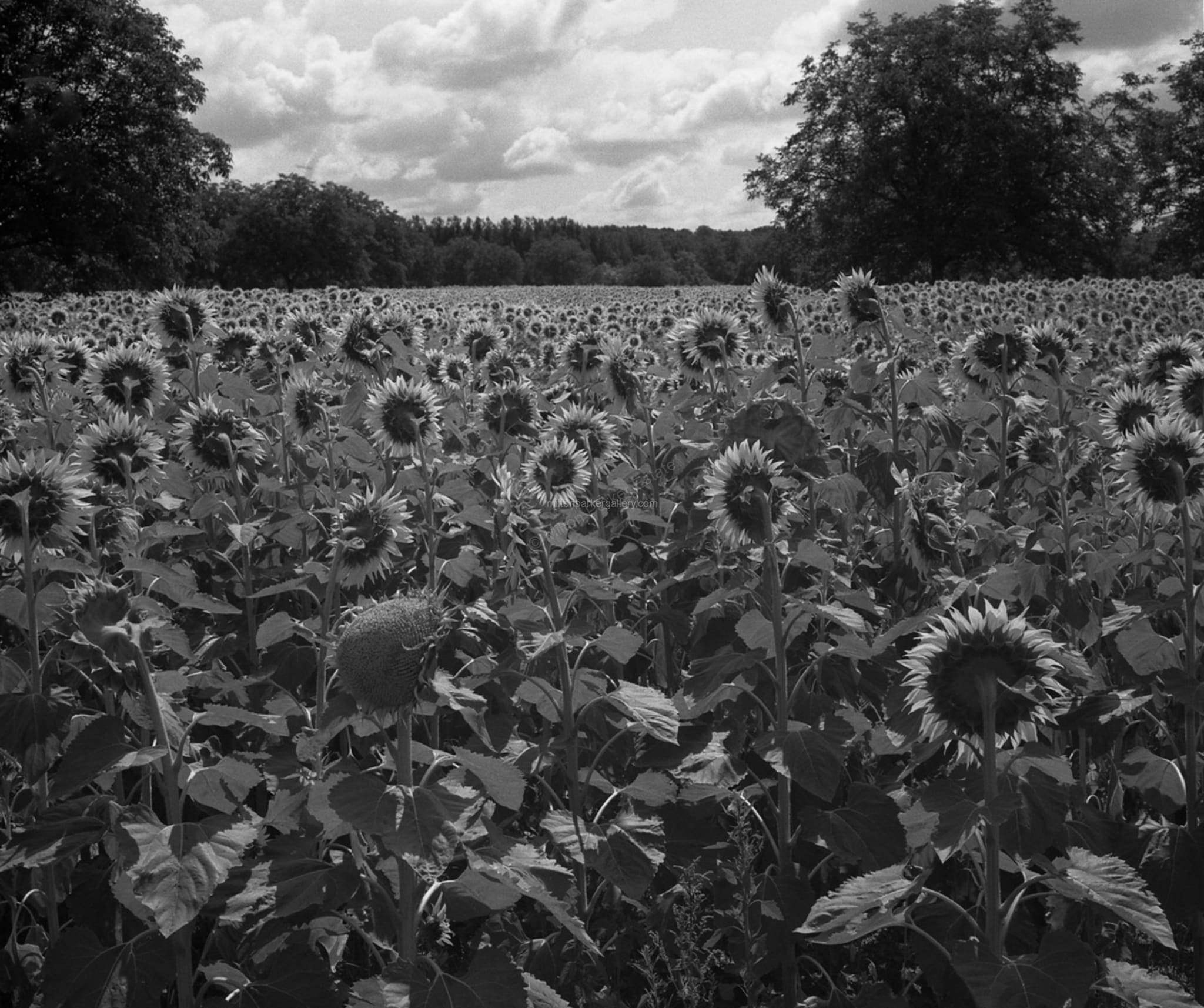 Field of Sunflowers — Dr. Milton Parker