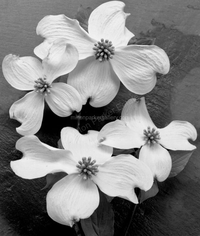 Four Dogwoods