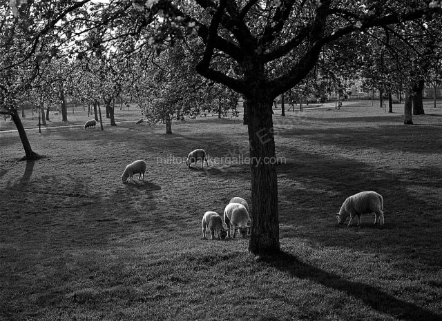 Sheep in Field Normandy